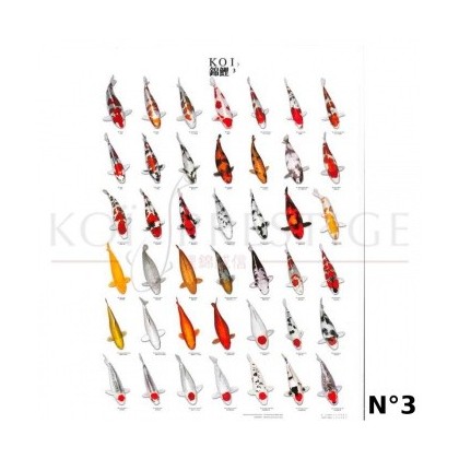 Poster couleurs carpes koi