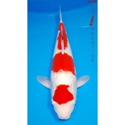 Carpe koi Kohaku