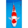 Carpe koi Kohaku