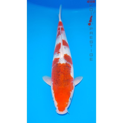 Carpe koi Goromo