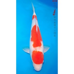 Kohaku kuchibeni