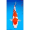 Kohaku