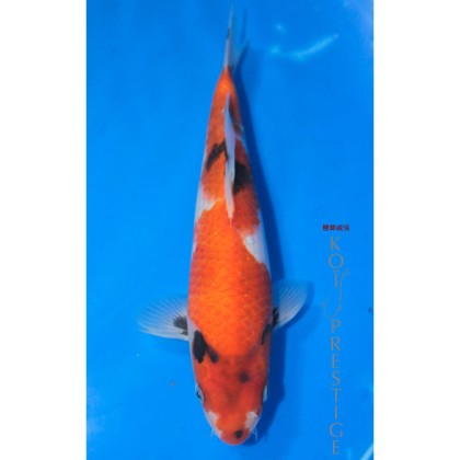 Carpe koi Showa