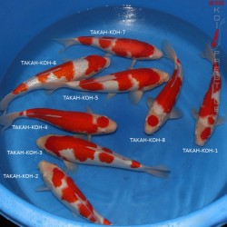 Kohaku Mix Takahashi