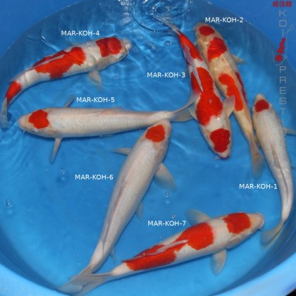 Kohaku et Tancho Marusho