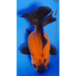 Oranda AAA Tricolore