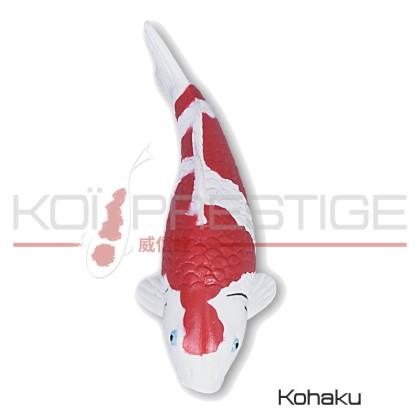 Koi de variété Kohaku aimantée