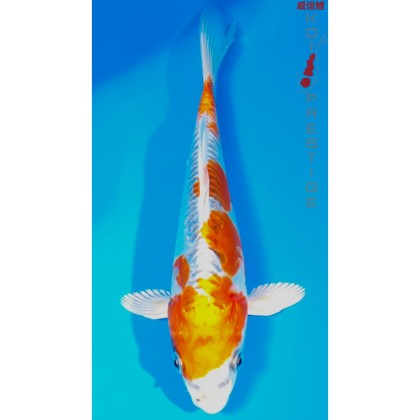 Koi Kikusui 21cm