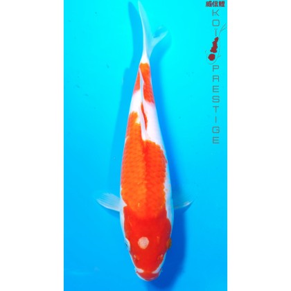 Carpe koi small nisaï Kohaku