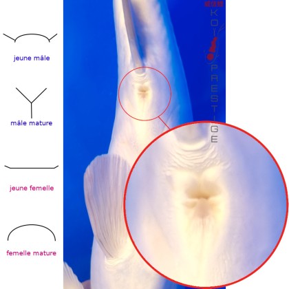 Sexage de carpe koi B-KIKO-MAR-4