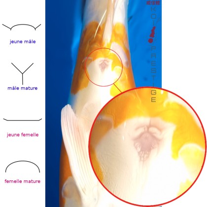 Identification carpe koi KIN-KIKO-MAR-1