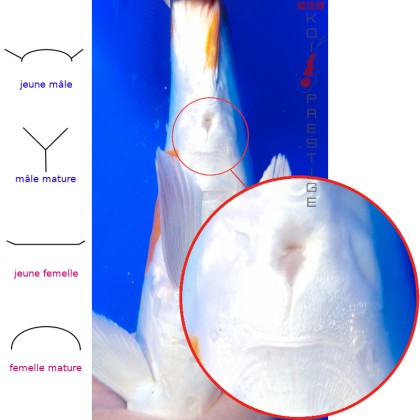 Identification sexage koi KIN-KIKO-MAR-7