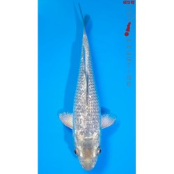 Ginrin Metallic Soragoi chiisaï