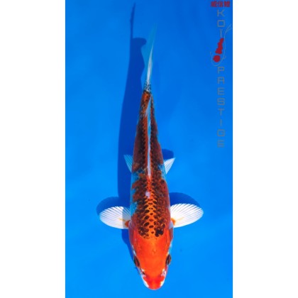 Carpe koi Kujaku 26 cm