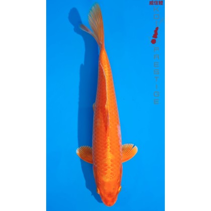 Carpe koi orange métallique