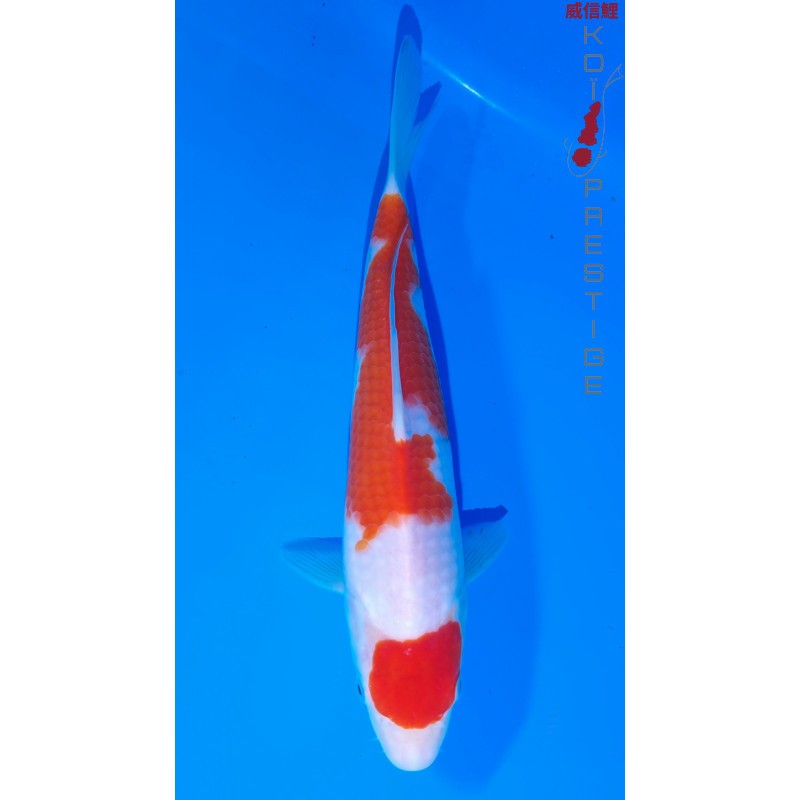 Maruten Kohaku Abe koi Farm