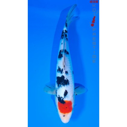 Carpe koi Tancho Showa