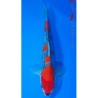 Koi Goshiki import Abe