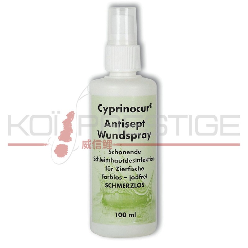 Spray antiseptique pour plaie sur carpe koi
