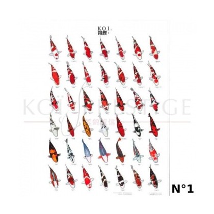 Poster variétés carpes koi