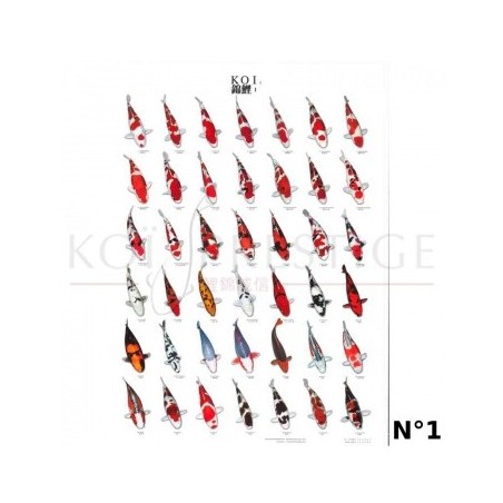 Poster variétés carpes koi