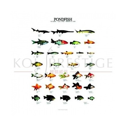 Poster poissons de bassin