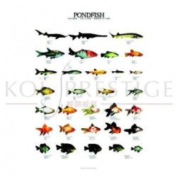 Poster poissons de bassin
