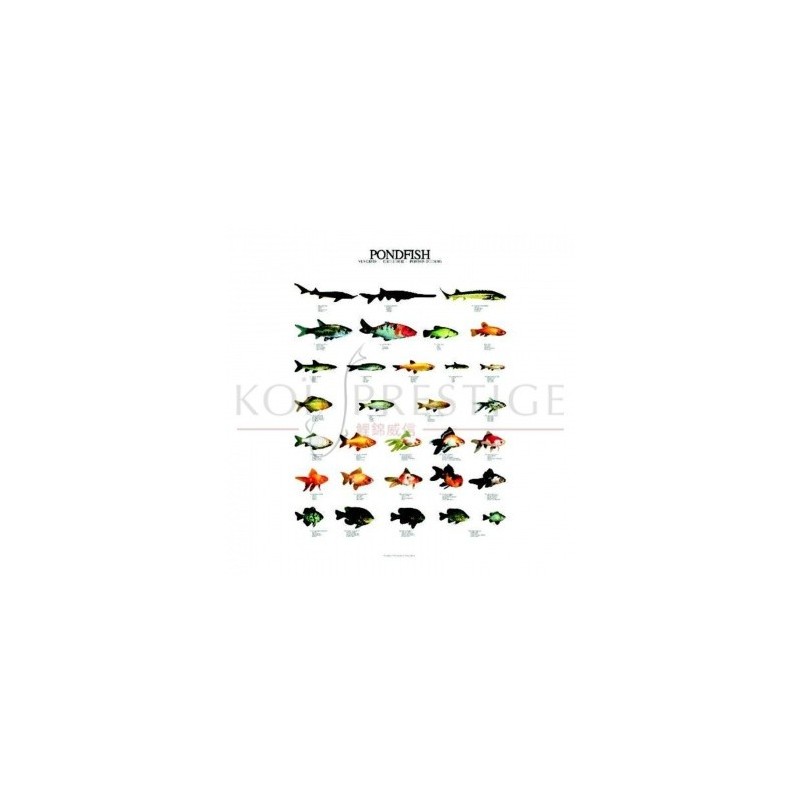 Poster poissons de bassin