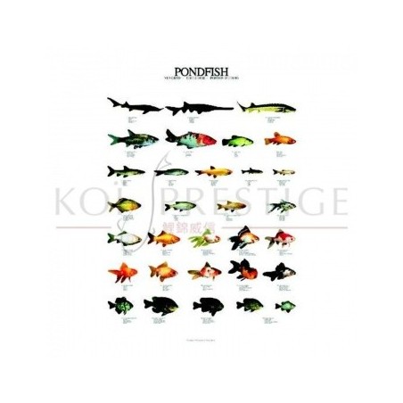 Poster poissons de bassin