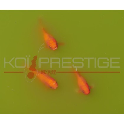 Conseil bassin en ligne