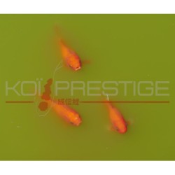 Conseil bassin en ligne