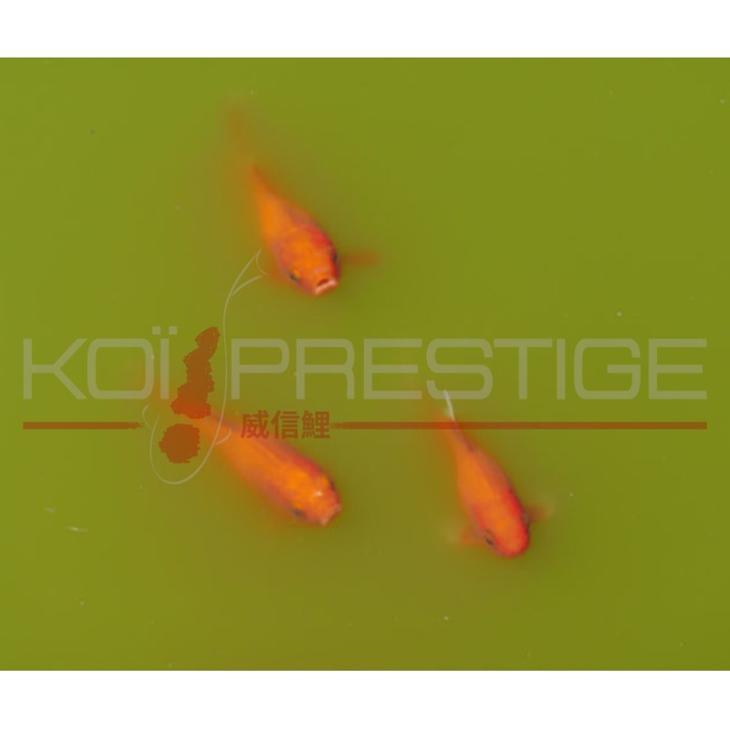 Conseil bassin en ligne