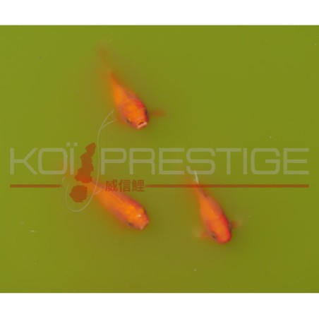 Conseil bassin en ligne