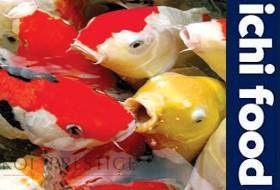 ICHI FOOD, par Aquatic Science, nourriture pour carpe koi et poissons.
