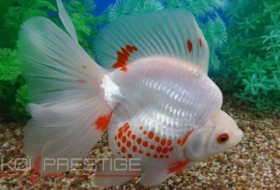 Vente en ligne de poisson Japonais d'eau froide pour bassin interieur