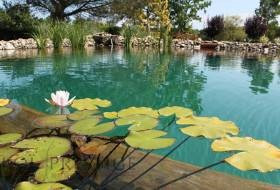 Traitement complet pour piscine naturelle et bassin de baignade ou bio