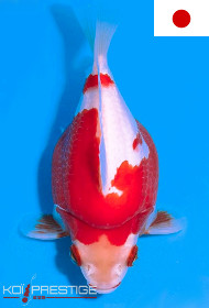 Vente en ligne de Tamasaba, le véritable poisson rouge japonais