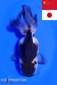 Poisson Japonais