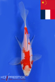 Poisson de bassin