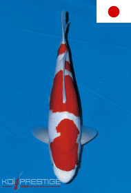 Les plus belles carpes koi nisaï origine Japon sont sur koi-prestige !