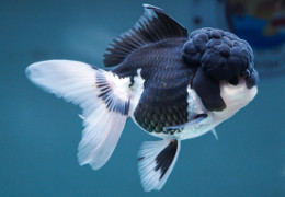 poisson japonais Oranda Panda HQ