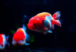 poisson japonais Ranchu HQ