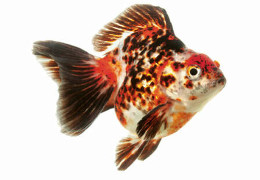 poisson japonais Ryukin