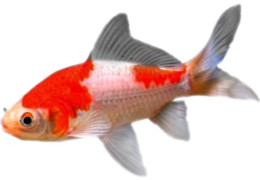 poisson rouge sarasa