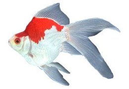 poisson rouge tamasaba