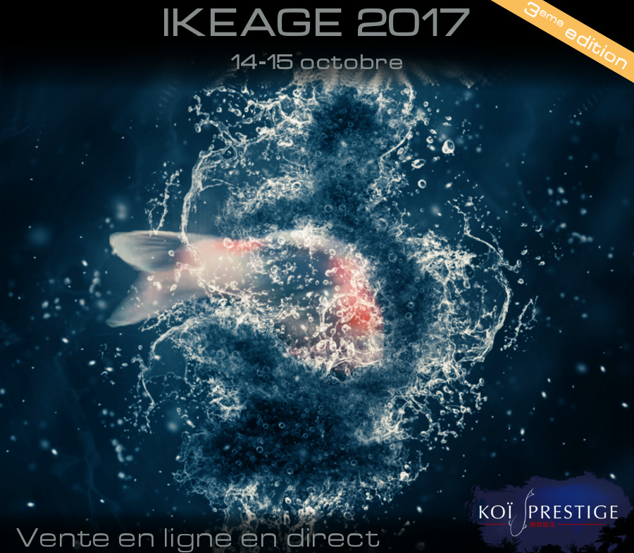 Ikeage koi prestige 2017