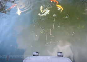 distributeur à ejection pour etang