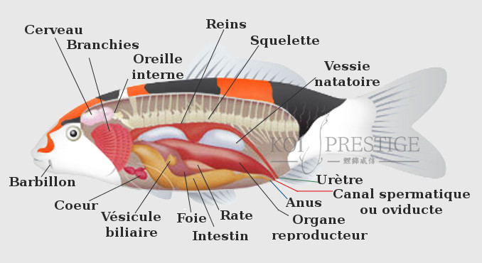 Anatomie de la carpe koi