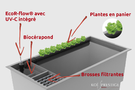 Schema du bassin koi multipond