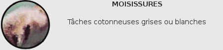 Moisissure du koi